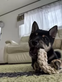 まーゆ 様のお迎えした子犬