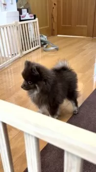 Y.K 様のお迎えした子犬