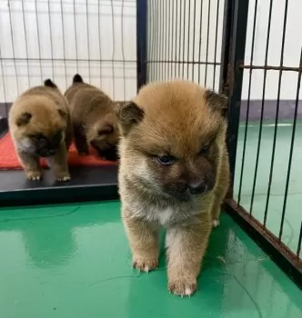 Y.N 様のお迎えした子犬