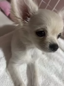 たくや 様のお迎えした子犬
