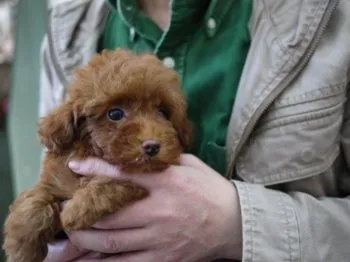 yoshi 様のお迎えした子犬