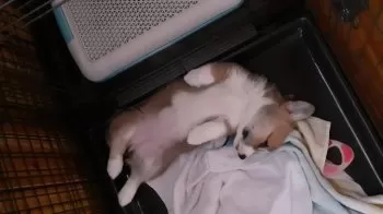 S.Y 様のお迎えした子犬