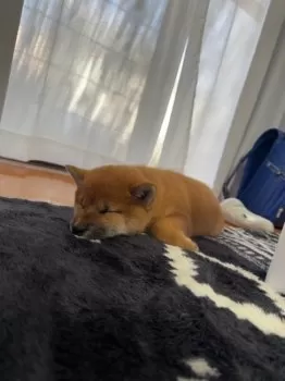 ヒロキチ 様のお迎えした子犬