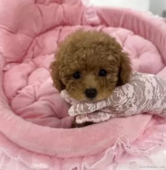 ゆゆ 様のお迎えした子犬