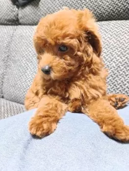 S.Ｉ 様のお迎えした子犬