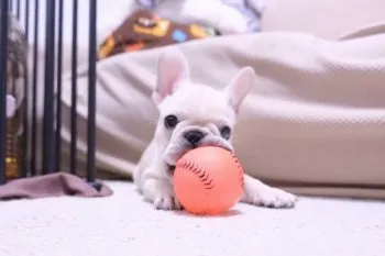 テツロウママ 様のお迎えした子犬