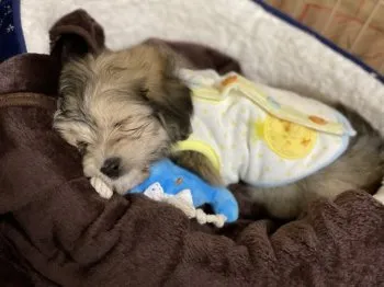 マリリン 様のお迎えした子犬