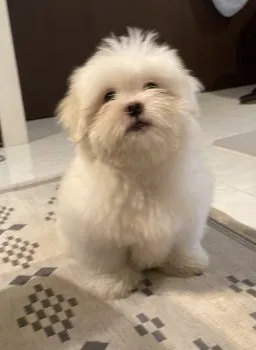 スー 様のお迎えした子犬