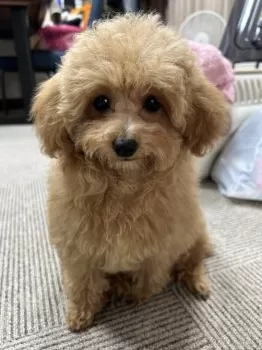 凛 様のお迎えした子犬