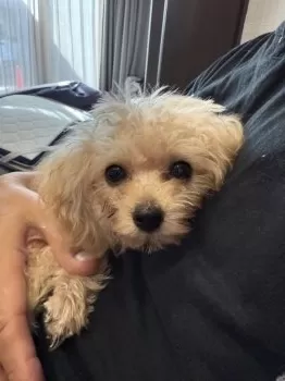 ピピ 様のお迎えした子犬