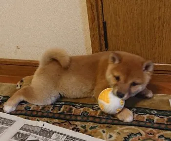 マリ 様のお迎えした子犬