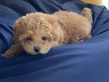 モカちゃんママ 様のお迎えした子犬