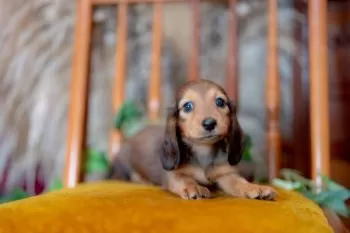 アツ 様のお迎えした子犬
