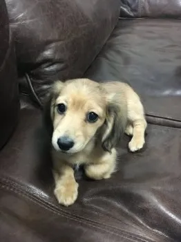 みかん 様のお迎えした子犬