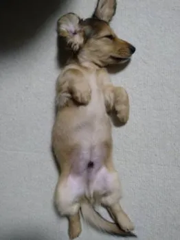 K.Ｉ 様のお迎えした子犬
