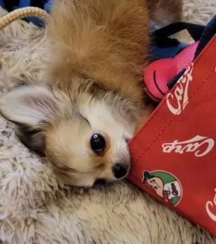 あや 様のお迎えした子犬