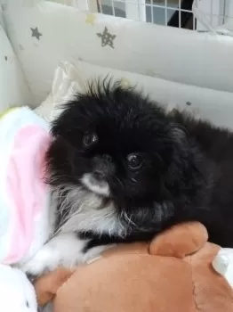 お姫様 様のお迎えした子犬