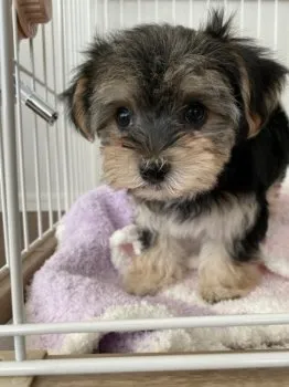 Y.T 様のお迎えした子犬