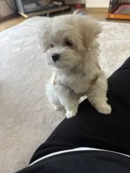 M.K 様のお迎えした子犬