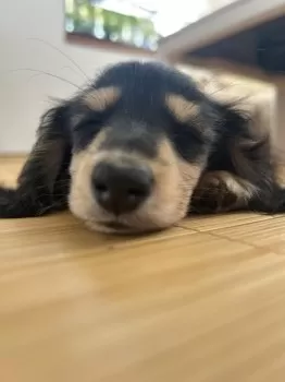 R.O 様のお迎えした子犬