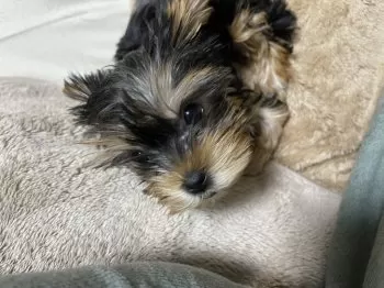 Y.M 様のお迎えした子犬