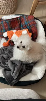 ちーちゃん 様のお迎えした子犬