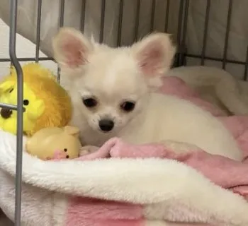 I.S 様のお迎えした子犬