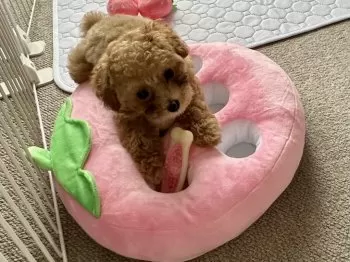 mei 様のお迎えした子犬