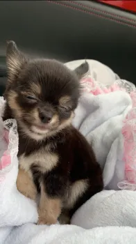 ソラシド♬ 様のお迎えした子犬