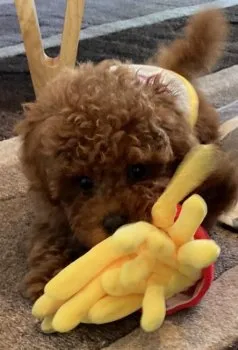 Y.K 様のお迎えした子犬