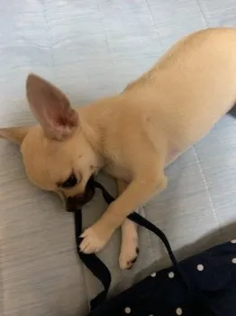 みふ 様のお迎えした子犬