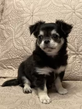 Libby 様のお迎えした子犬