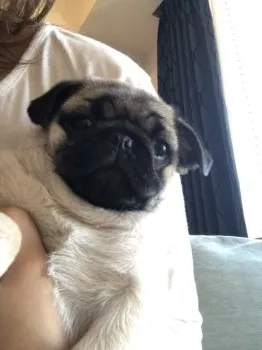 T.S 様のお迎えした子犬