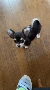 Y.K 様のお迎えした子犬