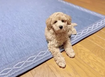 K. M 様のお迎えした子犬