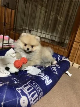 柚子ポン酢 様のお迎えした子犬