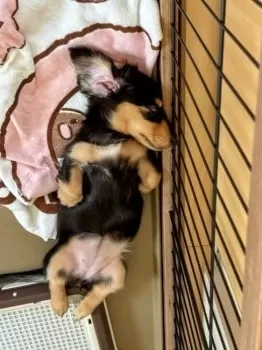 S.Y 様のお迎えした子犬