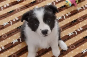 hs 様のお迎えした子犬