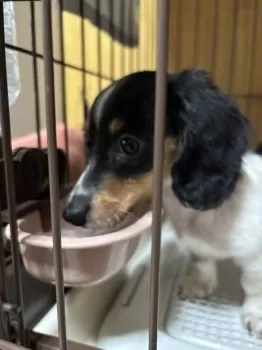 ほっぴー(人間) 様のお迎えした子犬