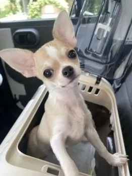 KK 様のお迎えした子犬