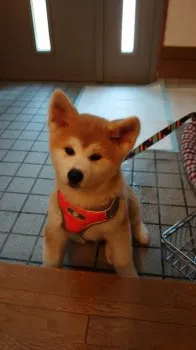 おむすび 様のお迎えした子犬