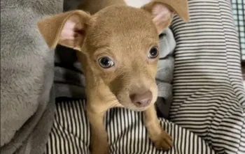 きょうこ 様のお迎えした子犬