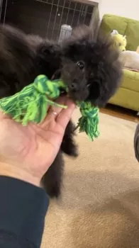 S.Ｉ 様のお迎えした子犬