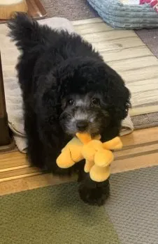 Y.T 様のお迎えした子犬