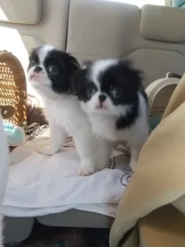 あけた 様のお迎えした子犬