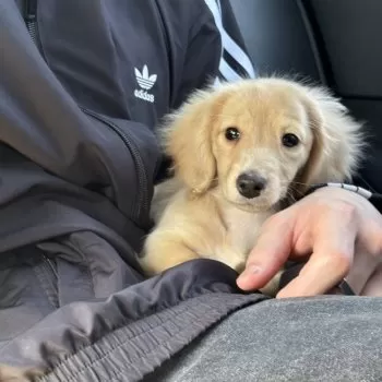haymzk 様のお迎えした子犬