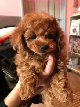 あきこ 様のお迎えした子犬