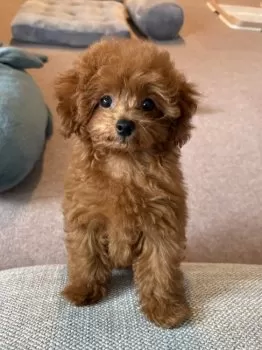 N.S 様のお迎えした子犬