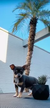 Loa 様のお迎えした子犬