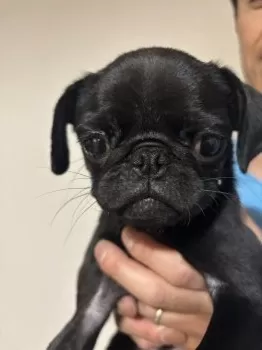 Y.O 様のお迎えした子犬